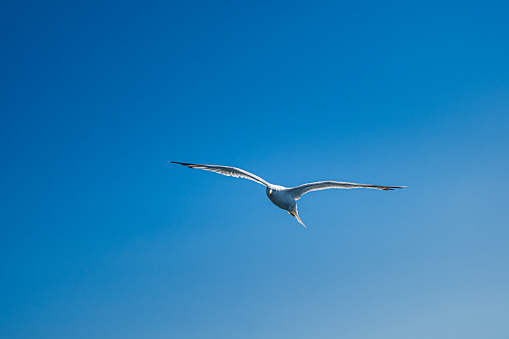 Seagull flying in a blue sky in Sardinia, at the port of Olbia, synonymous with freedom in lifestyle and happiness of living