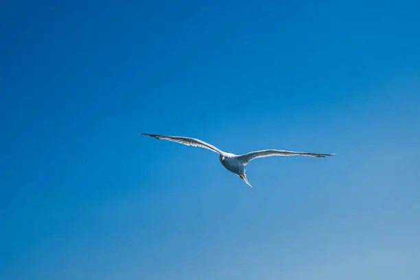 Photo of seagull flying in clear blue sky towards the sun