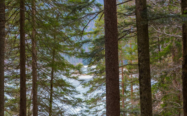 istock Trees in Front of Lake Eibsee Germany 1489826328