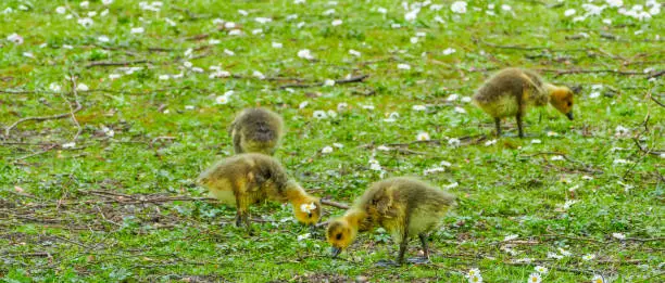 Photo of Panorama of little Geese Chicks grazing on pasture