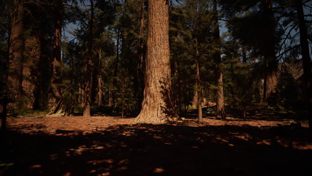 Sequoia national park in California