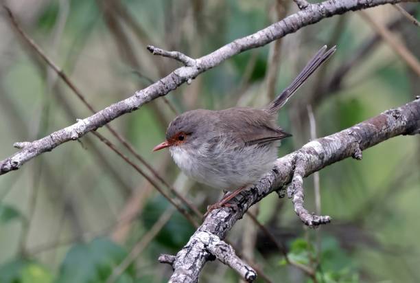 istock Superb Fairy-wren 1489829109