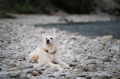 White fluffy large mongrel lies on rocky bank of river and looks carefully ahead. Half breed of Siberian husky and white Swiss shepherd. Spend time with dog by the water.