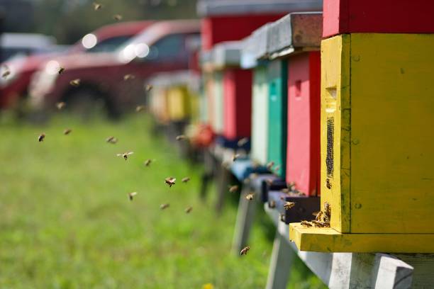 istock group of bees flying near their burrows 1489830813