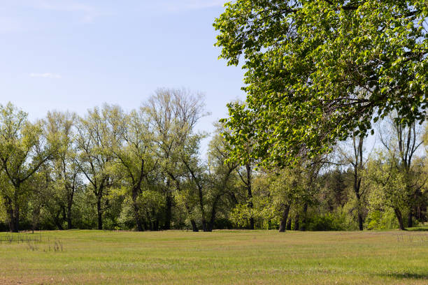 istock trees in the field. trees on green field in spring with blue sky 1489831633