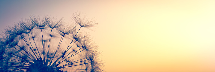 Close-up Of Dandelion Seed Blowing Into Sunset - Freedom To Dream