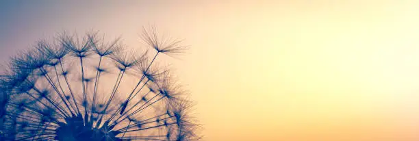 Close-up Of Dandelion Seed Blowing Into Sunset - Freedom To Dream