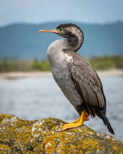 A vibrant-colored  Spotted Shag bird perched atop a moss-covered rock at the shore of a serene ocean
