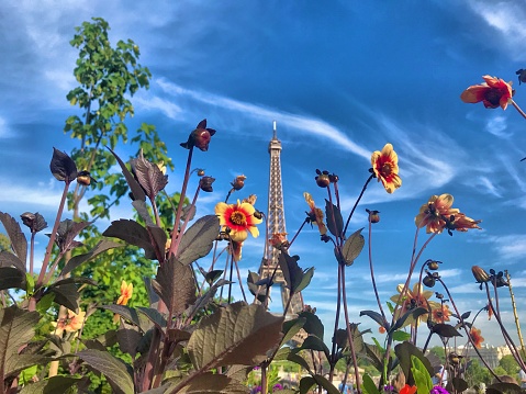 Flowers, Eiffel Tower