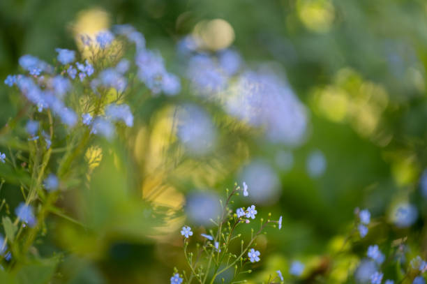 istock Small blue flowers garden background 1489840104