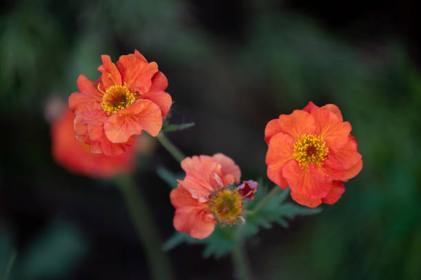 istock Orange flowers garden background 1489840106