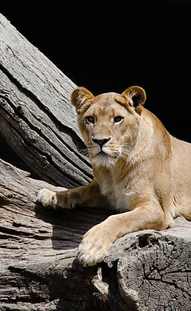 istock Lioness looking towards the viewer 148984014