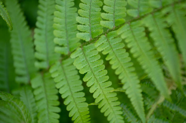 Green ferns leaves in the forest