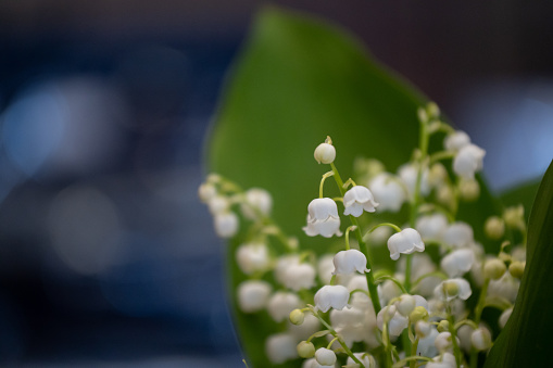 Spring flower lily of the valley ecological background.