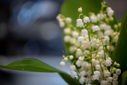 Calm evening in forest, blooming lily of the valley in full bloom