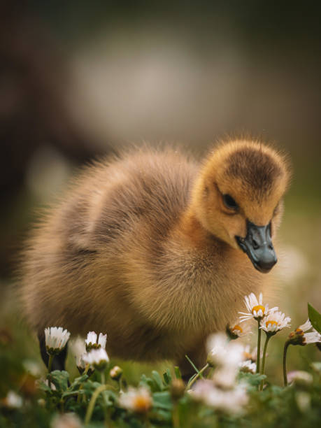 istock Canadian Goose baby 1489840288