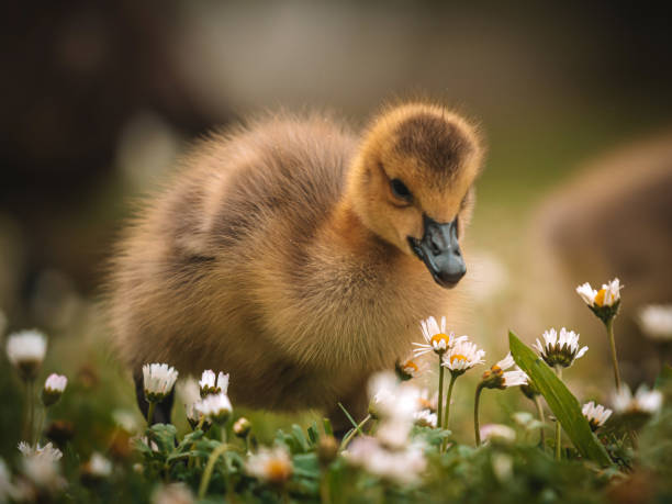 istock Canadian Goose baby 1489840318