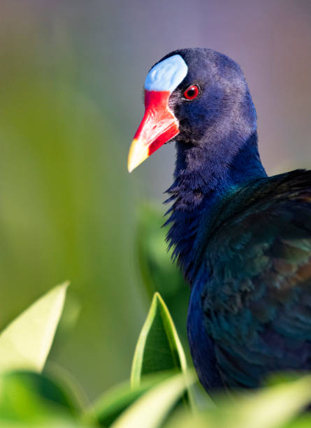 istock Blue forehead shield of purple gallinule is striking 1489842119