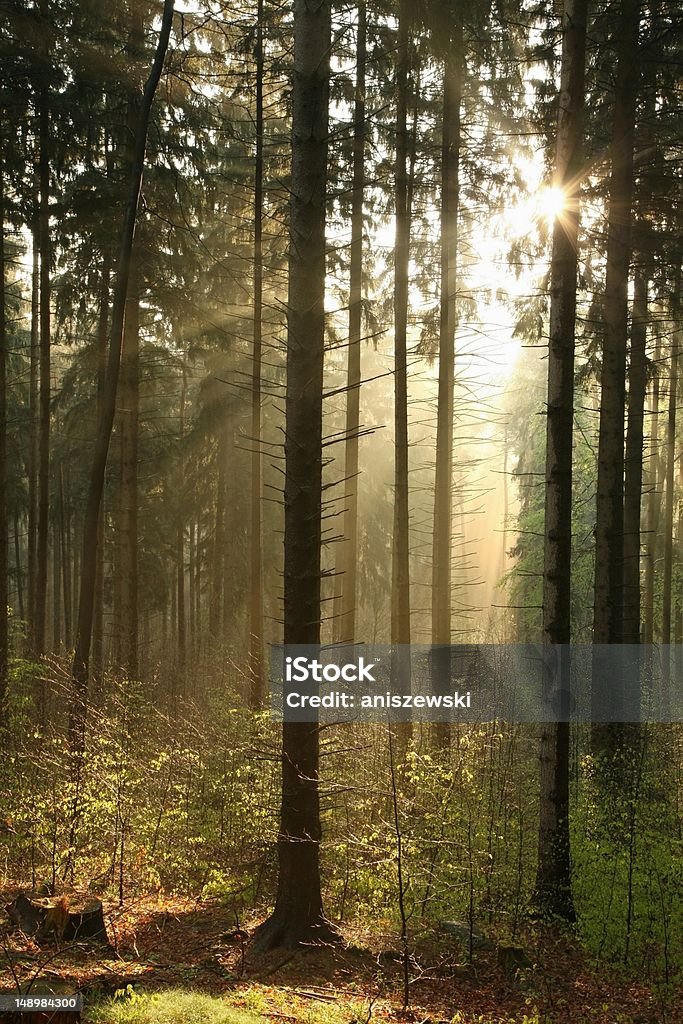 Coniferous forest at dawn Coniferous forest backlit by the morning sun on a foggy spring day. Adventure Stock Photo