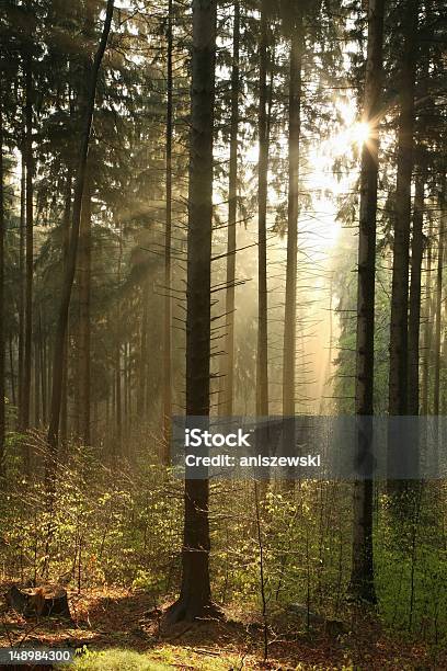 Coniferous Forest At Dawn Stock Photo - Download Image Now - Adventure, Autumn, Back Lit