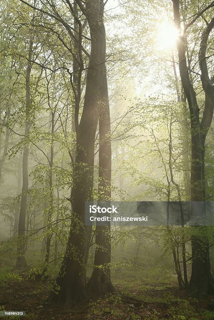 Beech bosque después de lluvia - Foto de stock de Aire libre libre de derechos