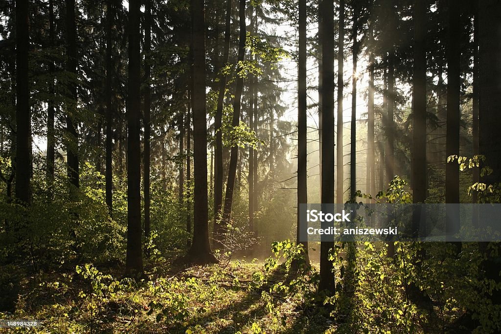 Coniferous Wald im Morgengrauen - Lizenzfrei Baum Stock-Foto