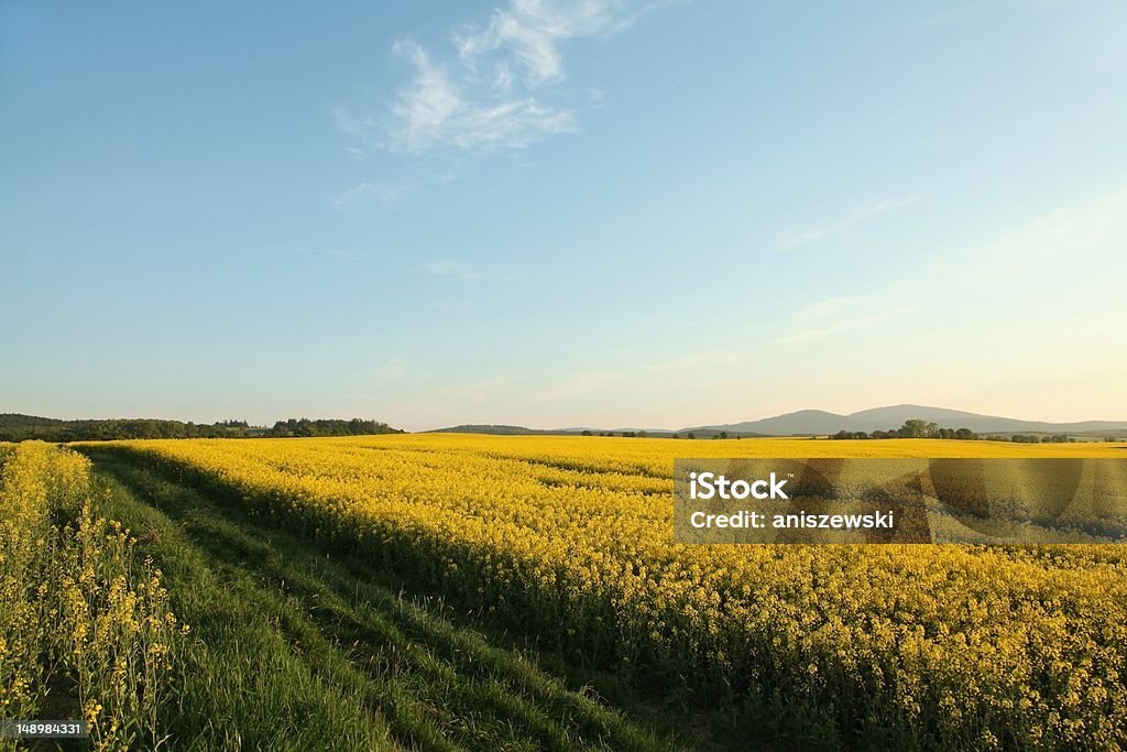 Rural landscape at dusk Rural landscape at sunset over a field of oilseed rape growing in the valley. Agricultural Field Stock Photo