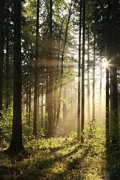 Photo of Coniferous forest on a spring morning