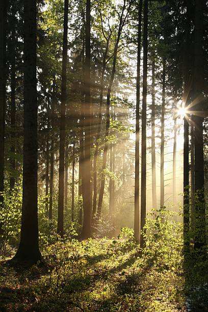 хвойное лес в весеннее утро - illuminated vertical shadow focus on shadow стоковые фото и изображения