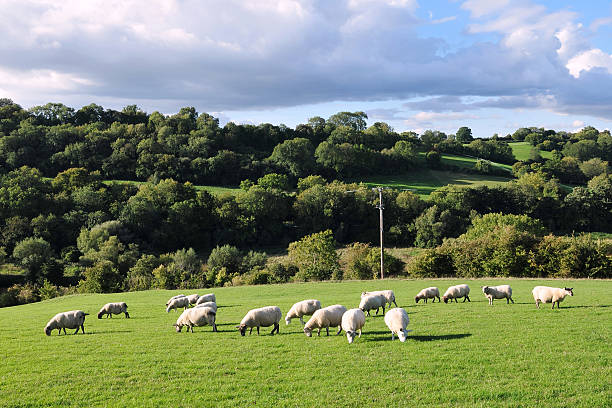 istock Sheep Grazing in a Green Field 148984338