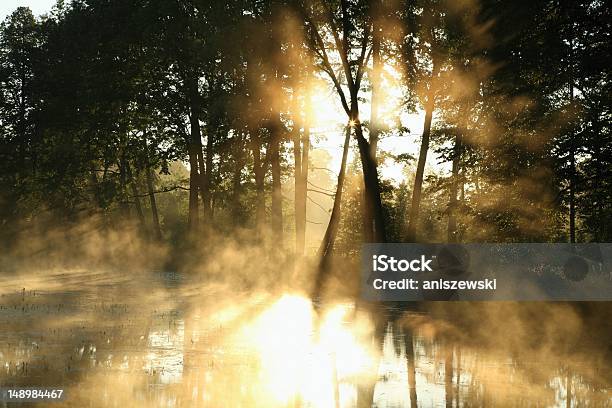 Foto de Misty Floresta De Folhosas Ao Amanhecer e mais fotos de stock de Pântano - Pântano, Assustador, Escuro