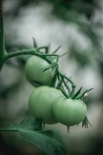 Three green tomatoes on a bush stock photo