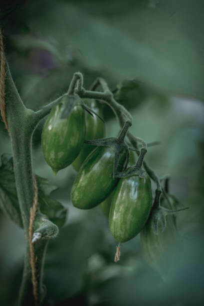 Green tomatoes grow on a bush stock photo