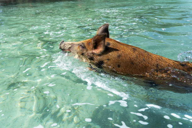 istock Swimming pig in the Bahamas 1489851215