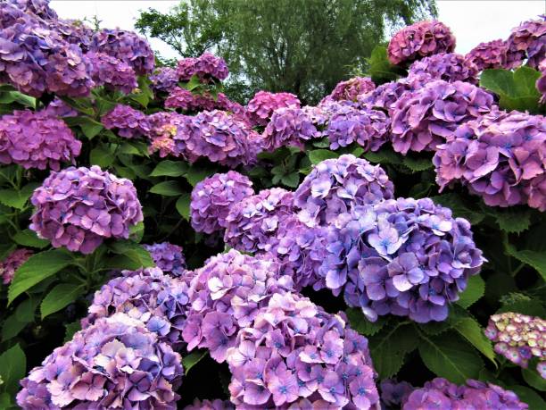 Japan. June. Hydrangea blossom.