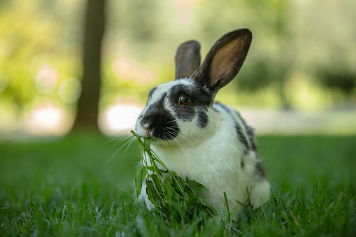 Close-up action of people is feeding carrot to a small rabbit or bunny, cutety moment. Animal portrait and selective focus photo.