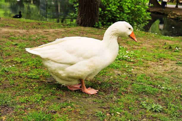 istock Domestic goose in the park. 1489854131