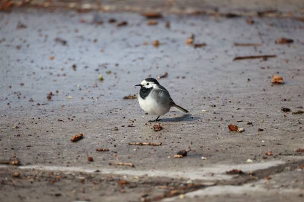 istock Small Black-backed wagtail bird on the asphalt ground 1489854140