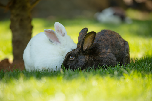 Two cute Rabbits are sitting in forest.