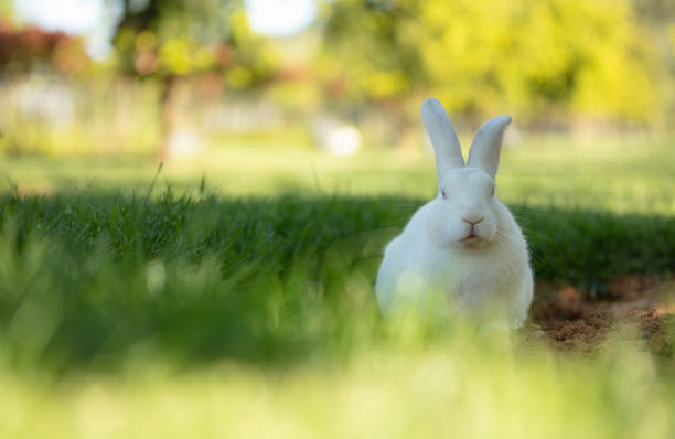 istock White rabbit is sitting on the grass in forest. 1489855733
