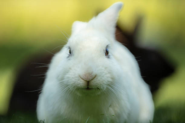 Cute white bunny is sitting on the grass in nature.