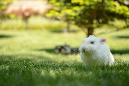 Cute white bunny is sitting on the grass in nature.