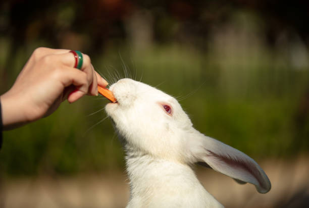 istock White bunny is eating  a carrot. 1489856208