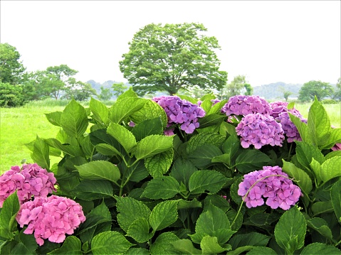 Japan. June.  Time for Ajisai (hydrangea) blossom.