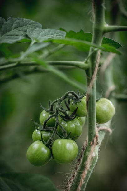 Several green tomatoes on a bush stock photo