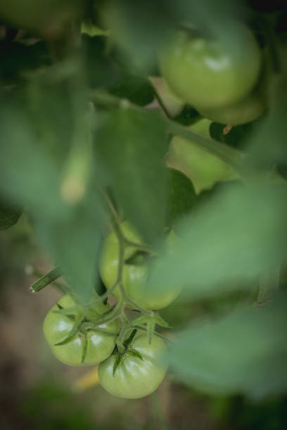 Several green tomatoes on a bush stock photo