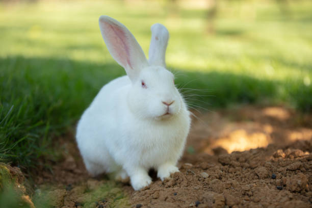 istock White rabbit is sitting on the grass in forest. 1489857535