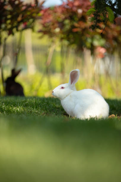 istock White rabbit is sitting on the grass in forest. 1489858258