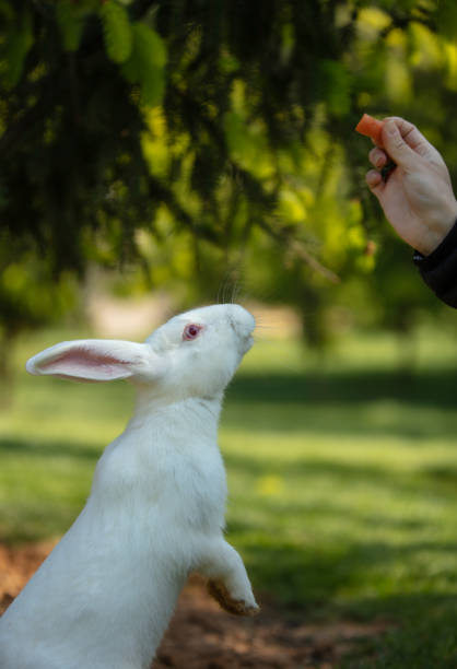istock White bunny is eating  a carrot. 1489858390