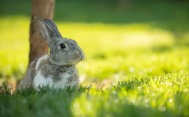 Photo of Multi colored bunny is sittin on the grass.